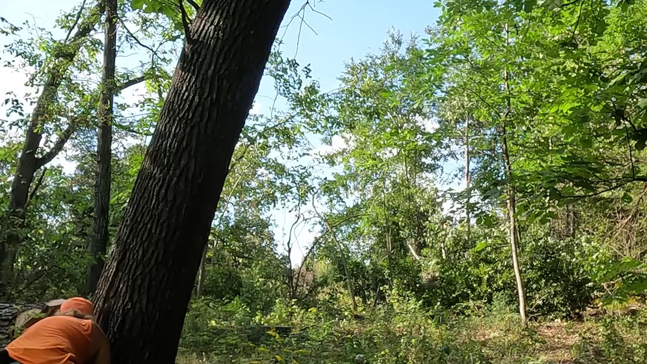 Bootjack/spur cut a hard leaning oak