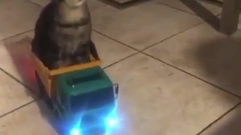 Shock !!!!! Cat who knows how to drive a car ?