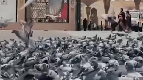 PEGION IN MEDINA