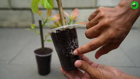🌿How to Grow🥑Avocado Trees from Cuttings Step-by-Step Guide!