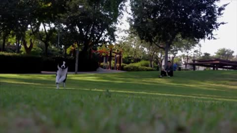 Cute dog