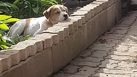 A cute dog is sleeping.