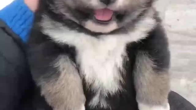 Puppies are really super cute when they bark