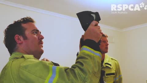 Kitten was rescued from inside of wall