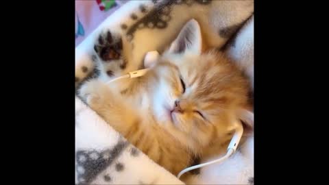 Funniest Animals And Cute Animals Compilation 05/21
