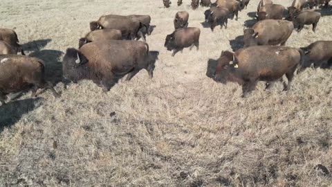 American King Cattle "THE BISON" in Stunning 4K
