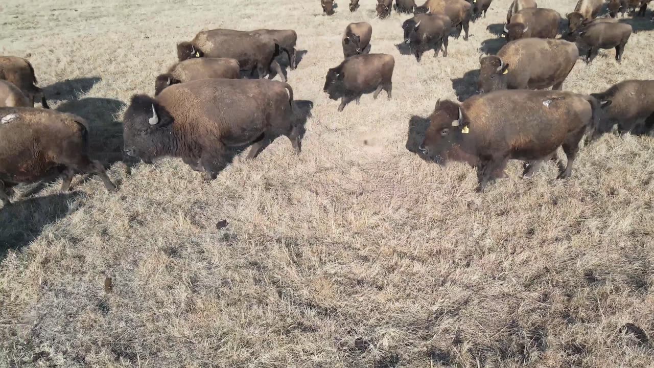 American King Cattle "THE BISON" in Stunning 4K