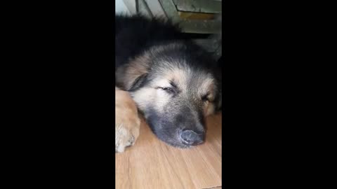 slowly slowly… | Cute German shepherd puppy