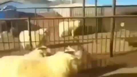 Discovery video animals best