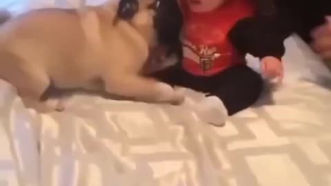 Funny dog