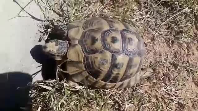 this poor cute turtle is literally stuck