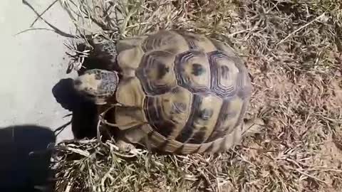 this poor cute turtle is literally stuck