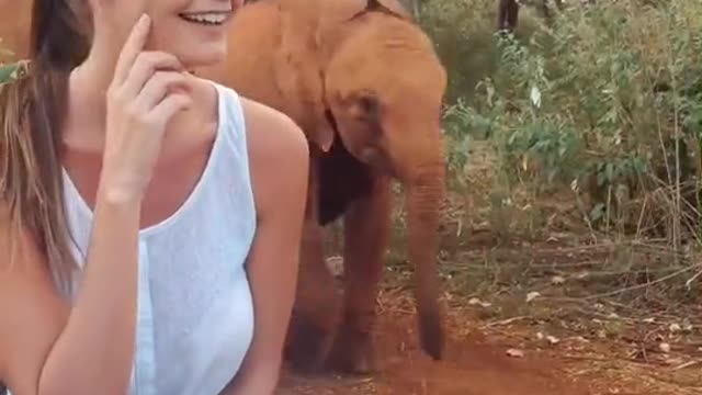 Orphaned baby elephant running home to get their milk