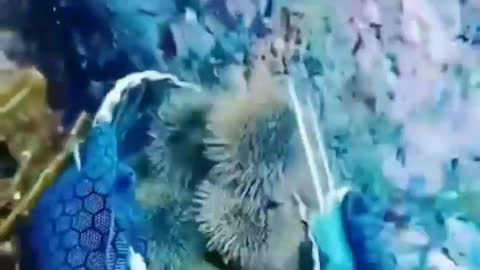 This is a beautiful and charming water-dwelling species