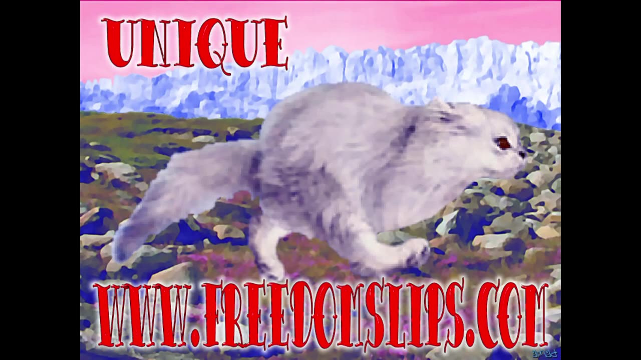 Shiny Side Out - 467 - Mecci Solo