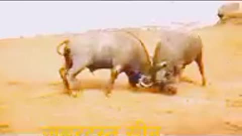 Bhainsa bhainsa mein jabardast lagai