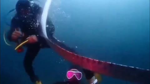 Oarfish - a rare sight