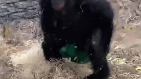 Animaux animal funny