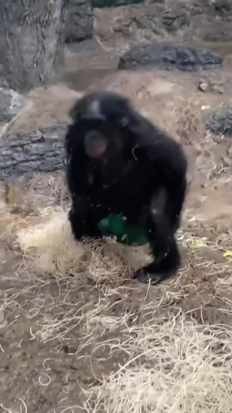 Animaux animal funny