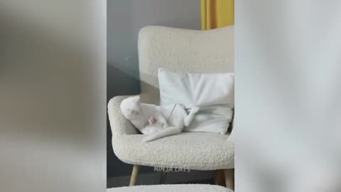 FUNNIEST CA6S AND DOGS VIDEO😁🥰 best of the funny animal video😁😅 CUTEST VIDEO