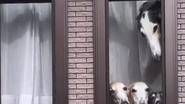 play ur funky tunes psychic boy - Mr.Dog