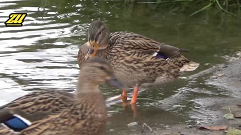 Duck