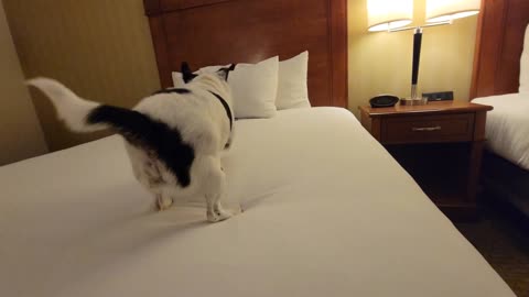 Dogs love hotel beds