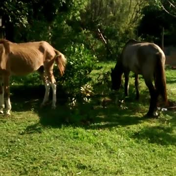 My horses in the Farm