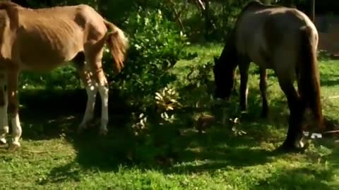 My horses in the Farm
