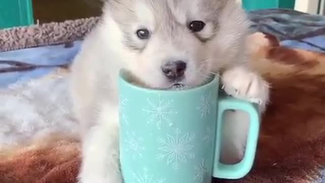 Dog 🐕 funny