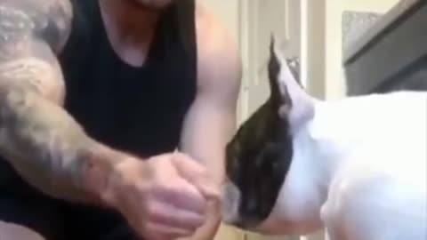 New funny pets videos | 2021 | animals | funny