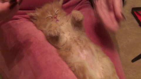 Sleeping kitten preciously receives manicure