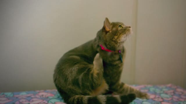What do you think will happen if cut cat's whiskers