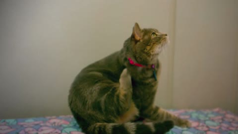 What do you think will happen if cut cat's whiskers