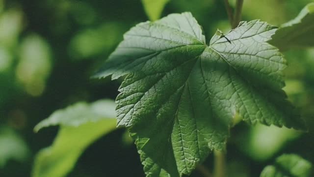 The plant