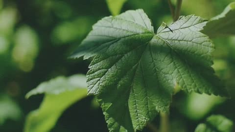The plant