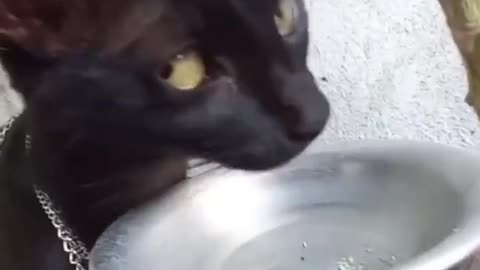 crazy black cat 🤣🤣🤣🤣