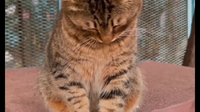 best fanny cat#cat #cat990 #shorts