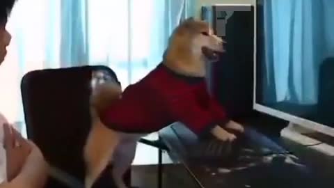 Your Dog Playing Video Game And You Off Your Pc | See The Reaction on Your Dog