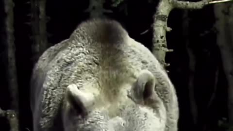 A Very Big Fluffy Dog #shorts #shortvideo #video #virals #videoviral