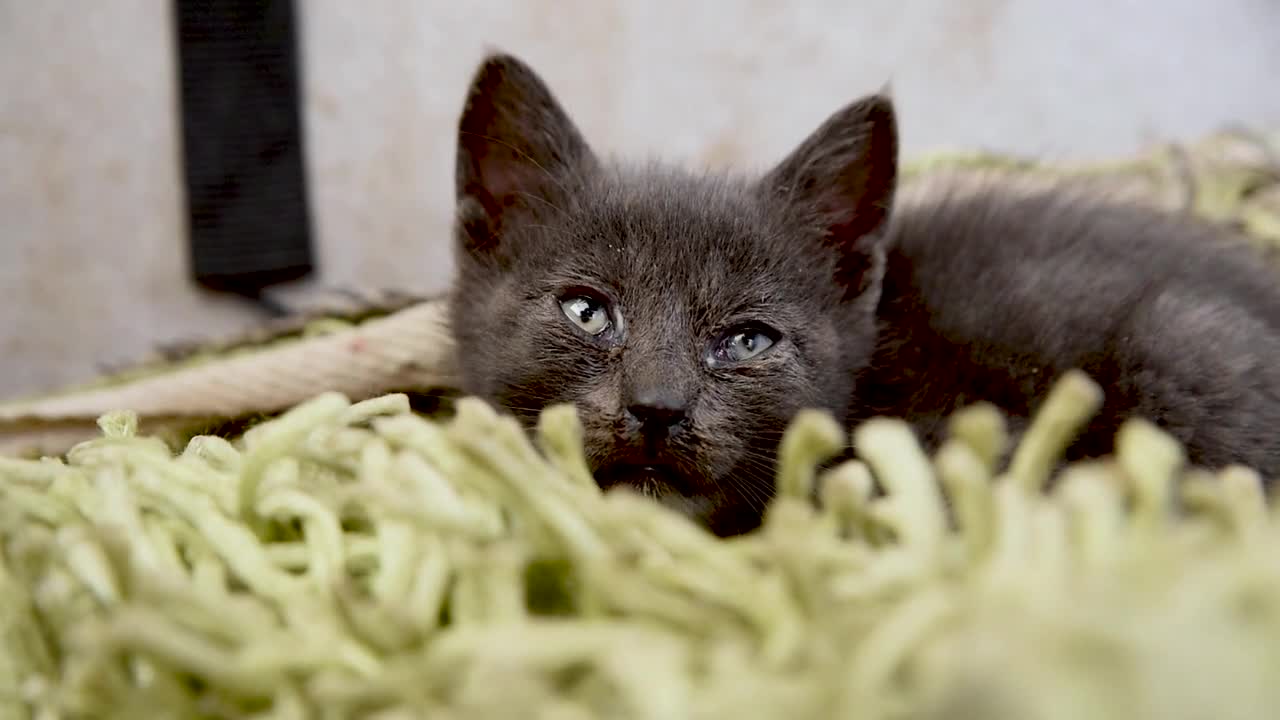 Cat Animal Kitten Kitty Cute Eye Gray Face nice