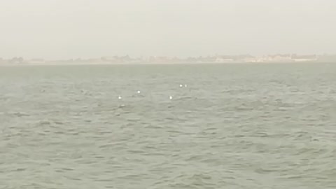 Herd Of white birds fly over quron lake