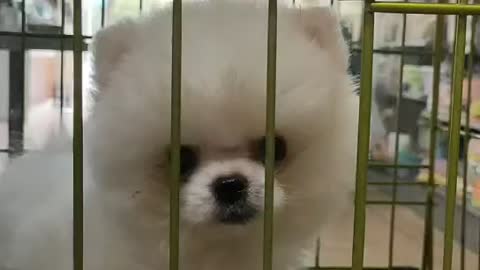 Cute puppy