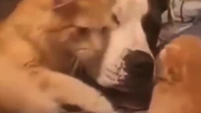 Awww Cats & Dogs... You Gotta Love