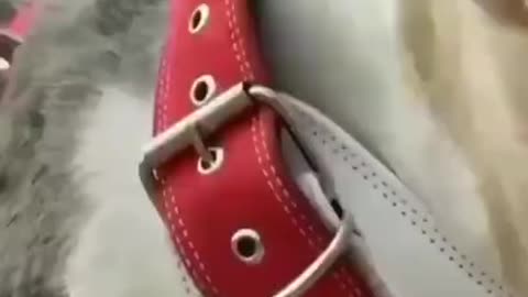 Aggressive Bully 😠 _#dog | cutest overloaded |