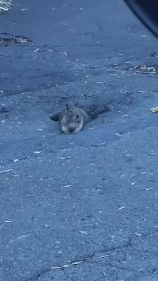 Gopher Need Some Air