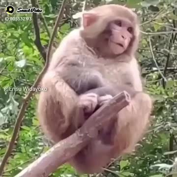 Funny Video Monkey LOL