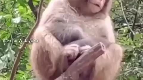 Funny Video Monkey LOL