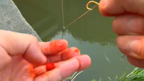 🐬Amazing Fish Cuting Video🔥Amazing Fish Hunting Video 2024