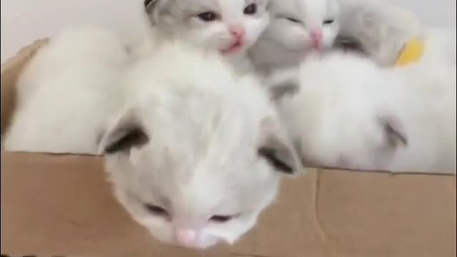 cute kitten